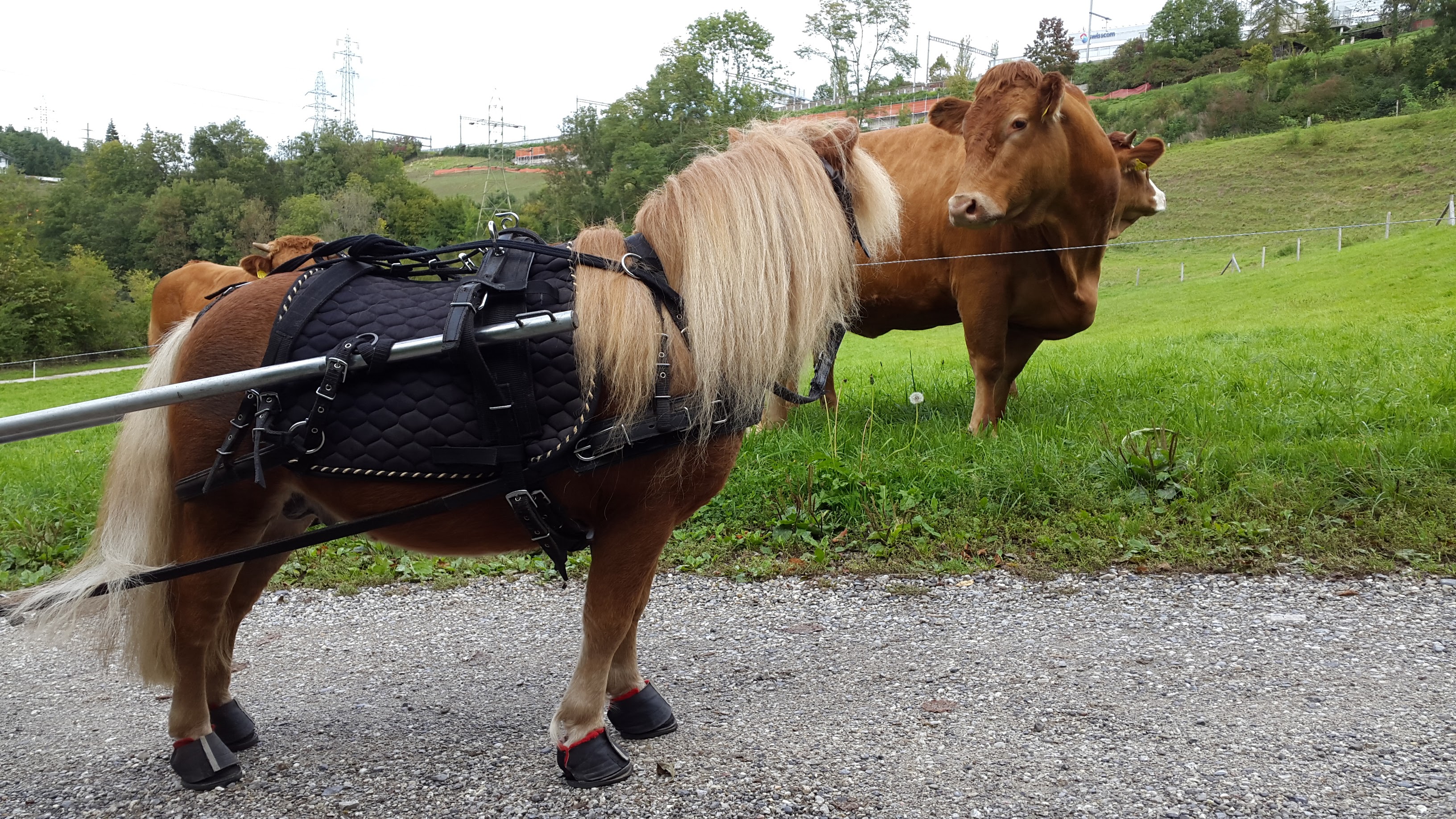 Max mit den Kühen : )